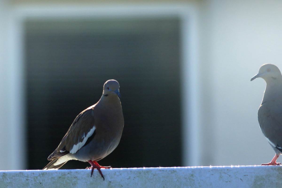 White-winged Dove - ML429036031