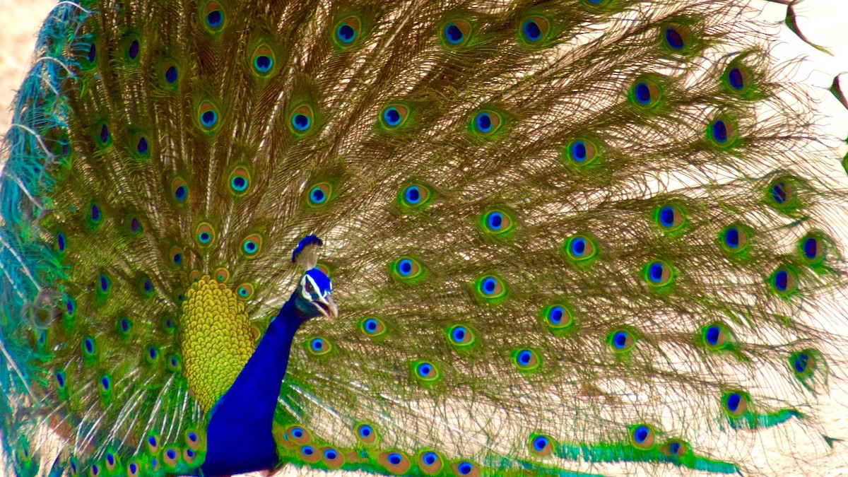 Indian Peafowl - Eric Bischoff