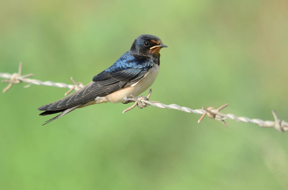 Barn Swallow - ML42903671