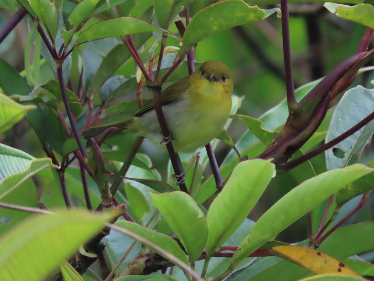 Black-and-yellow Tanager - Doug Kibbe