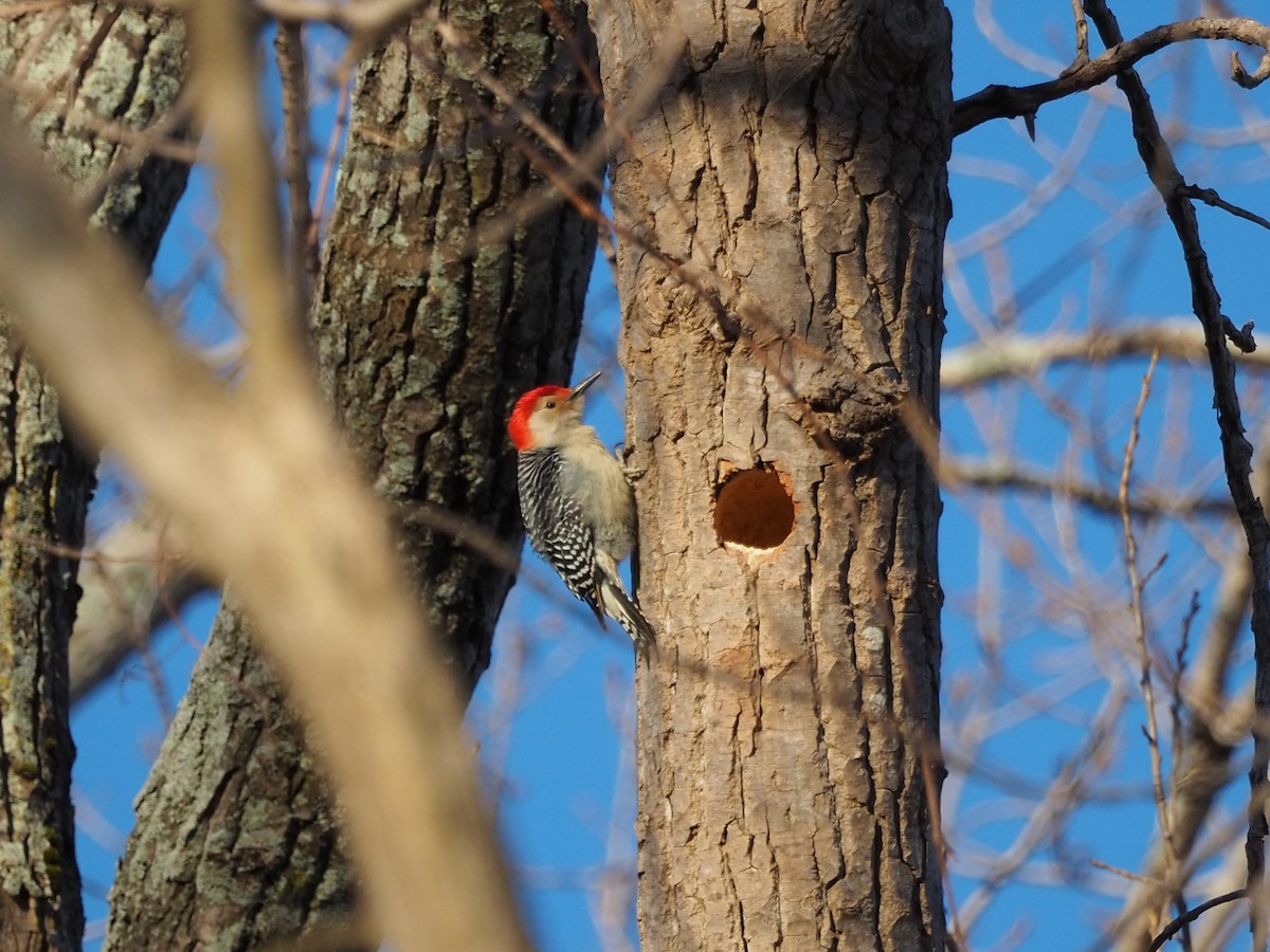 Red-bellied Woodpecker - Katie Passino