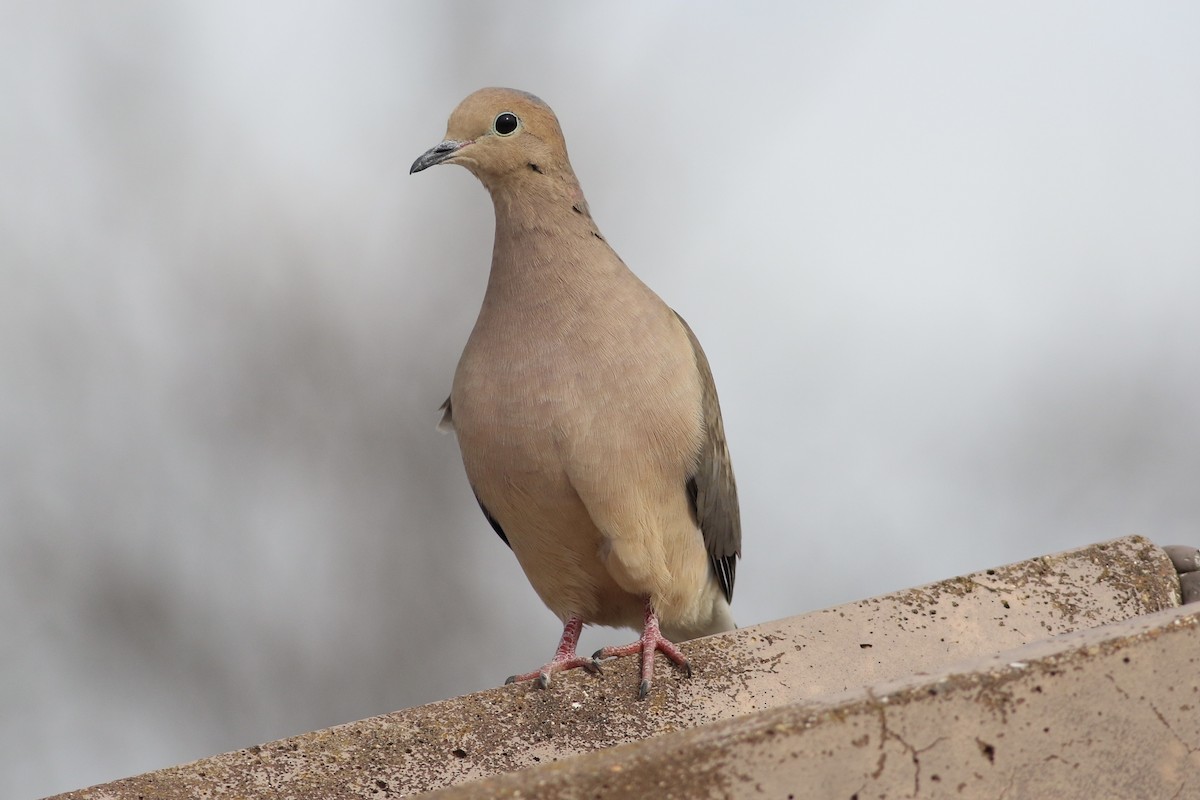 Mourning Dove - ML429039971