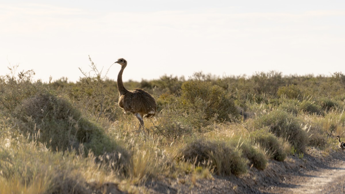 Lesser Rhea - Ariel Ligorria