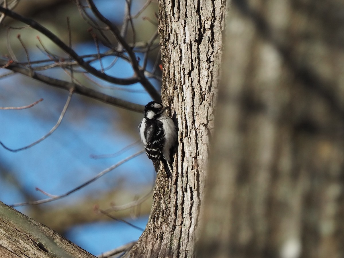 Downy Woodpecker - ML429041671