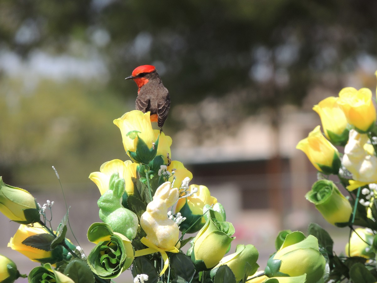 Vermilion Flycatcher - ML429043261