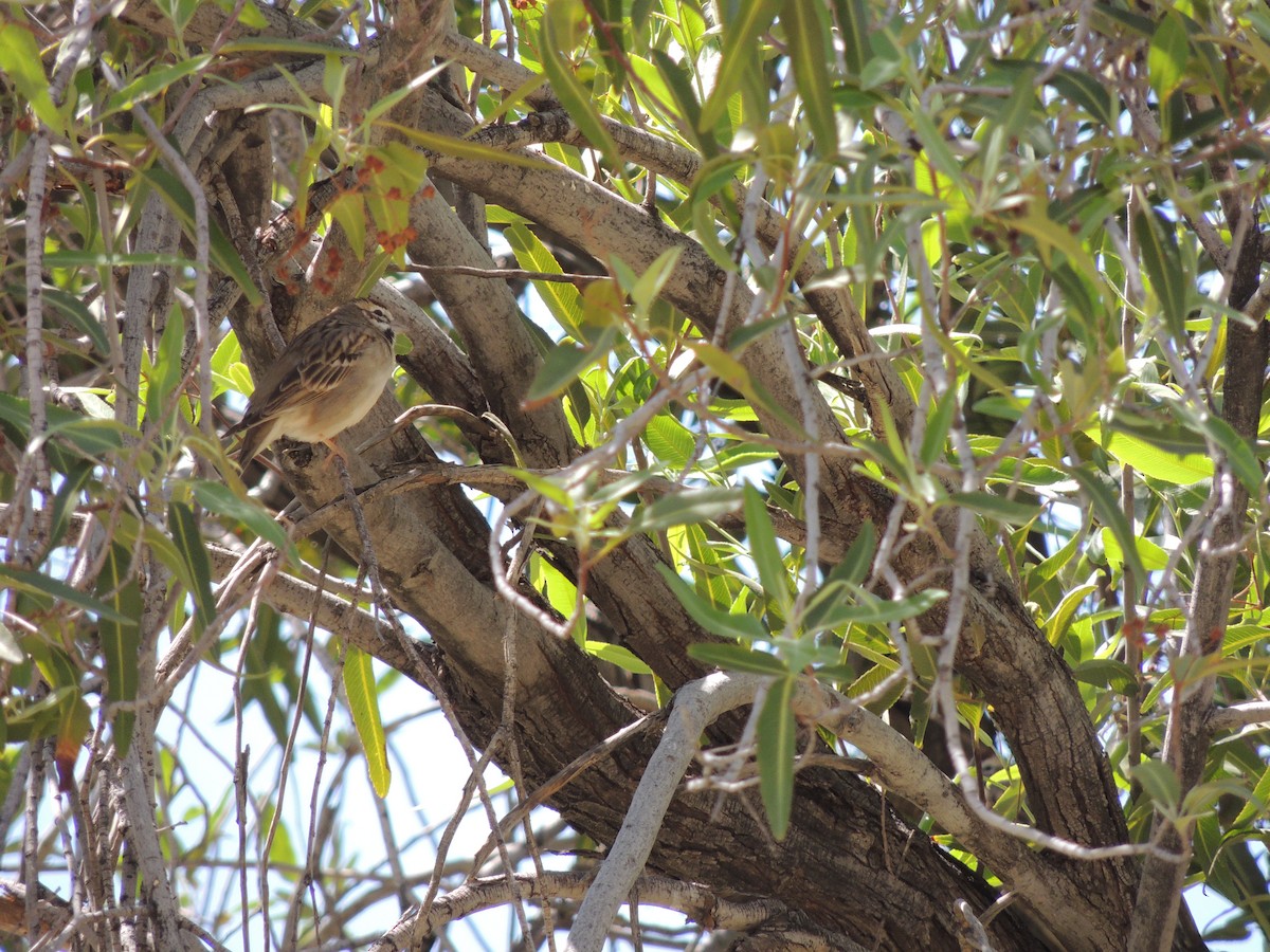 Lark Sparrow - ML429043681