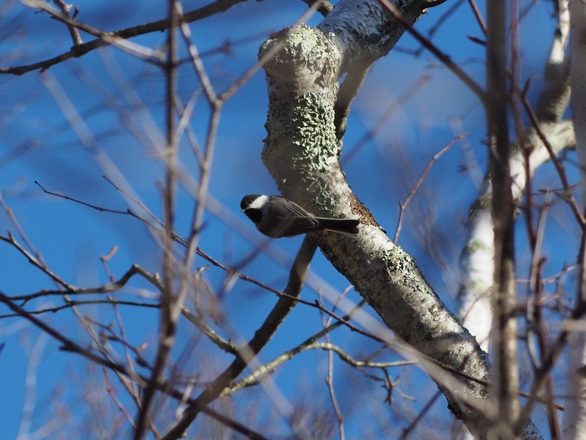 Black-capped Chickadee - ML429044181