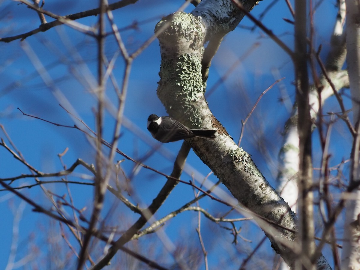 Mésange à tête noire - ML429044191