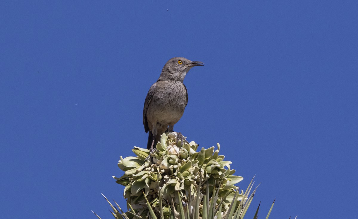 Bendire's Thrasher - Brandon Miller