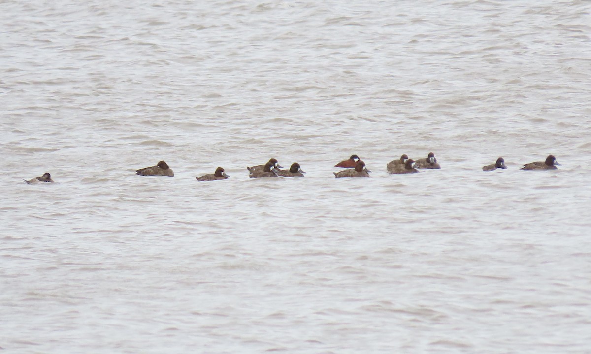 Lesser Scaup - ML429047811