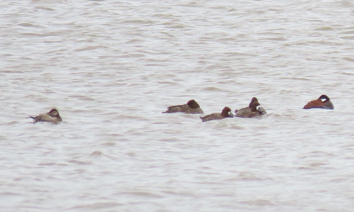 Ruddy Duck - ML429047871
