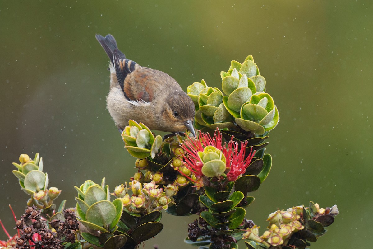 Apapanekleidervogel - ML429048291