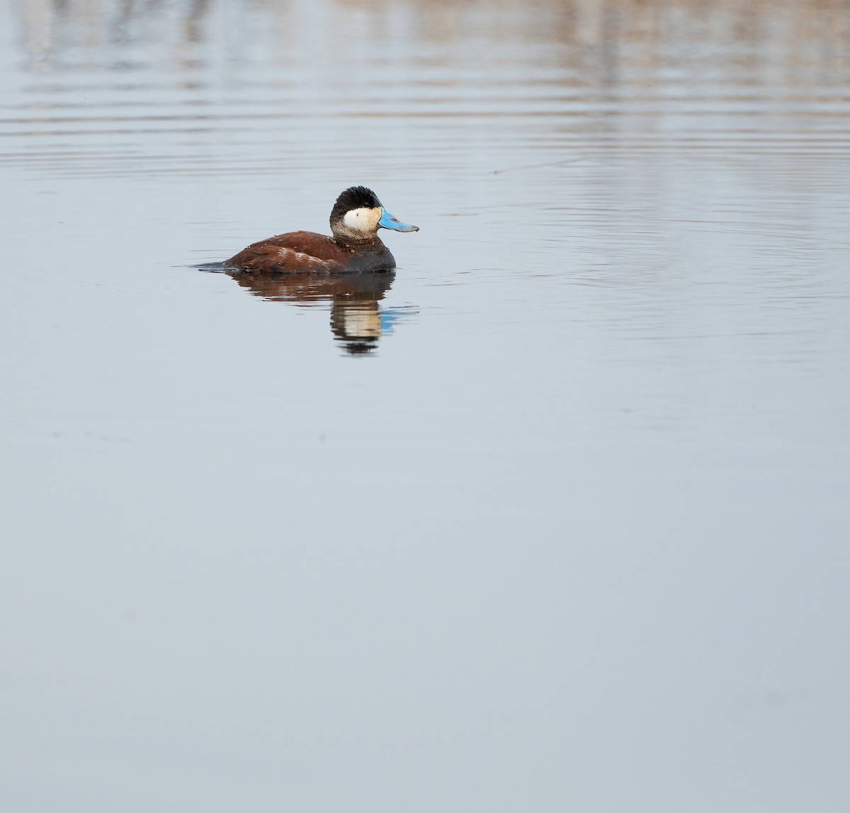 Ruddy Duck - Ken Pitts