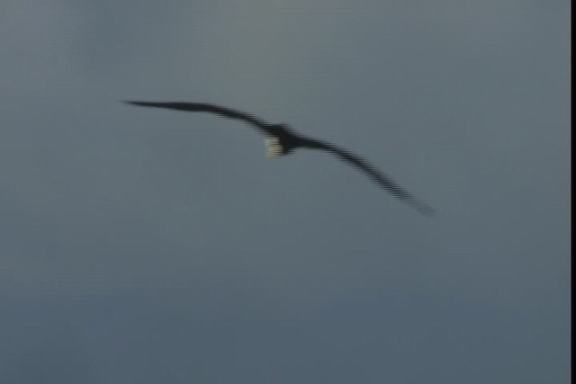 Brown Booby (Forster's) - ML429049