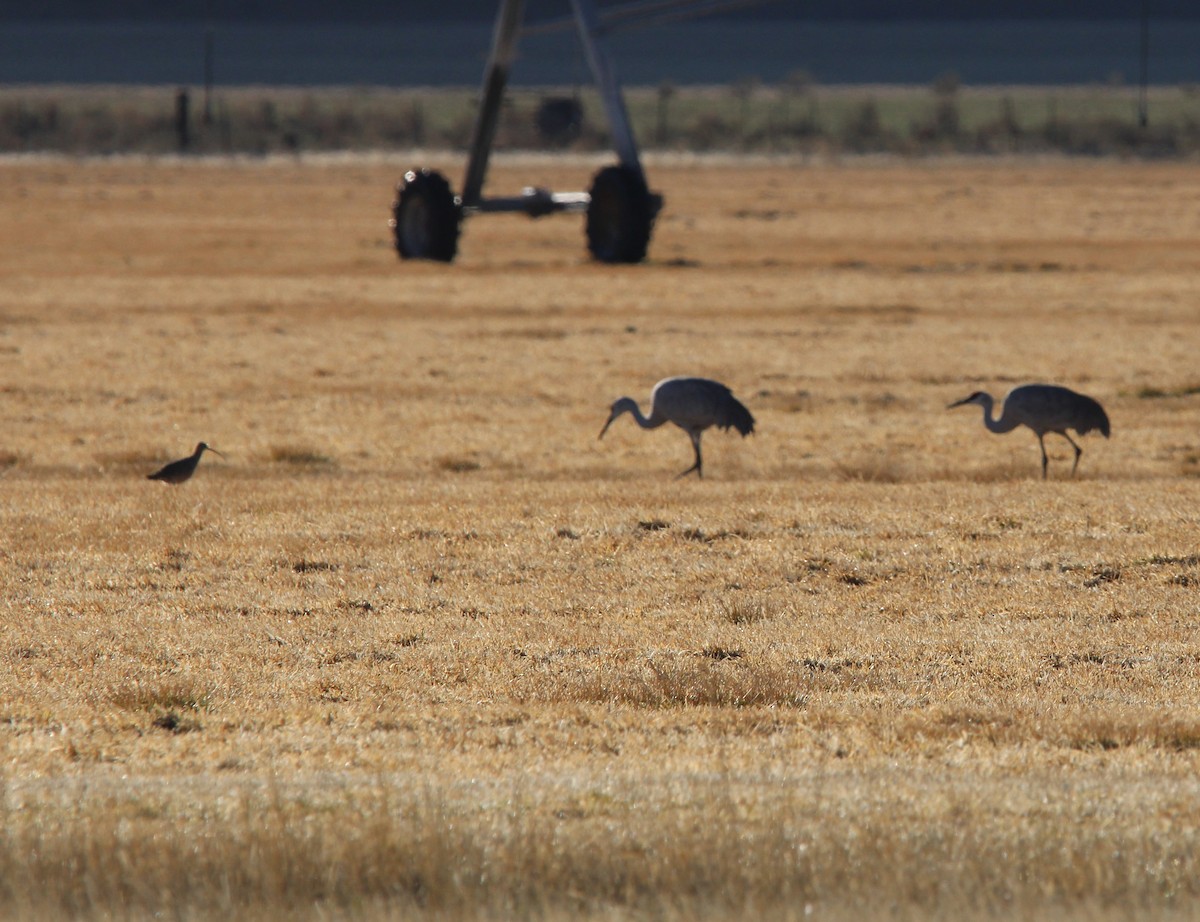 Long-billed Curlew - ML429049261