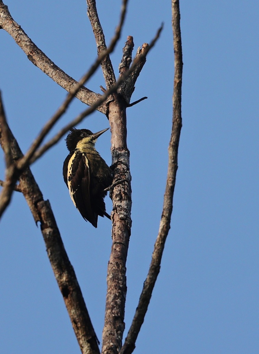 Heart-spotted Woodpecker - ML429049941