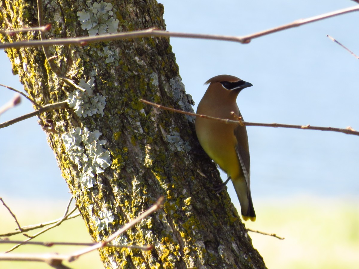 Cedar Waxwing - ML429050521