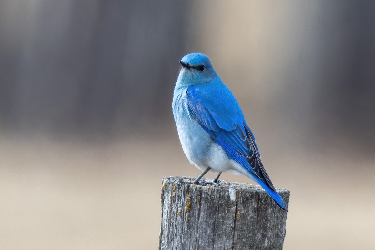 Mountain Bluebird - ML429052261