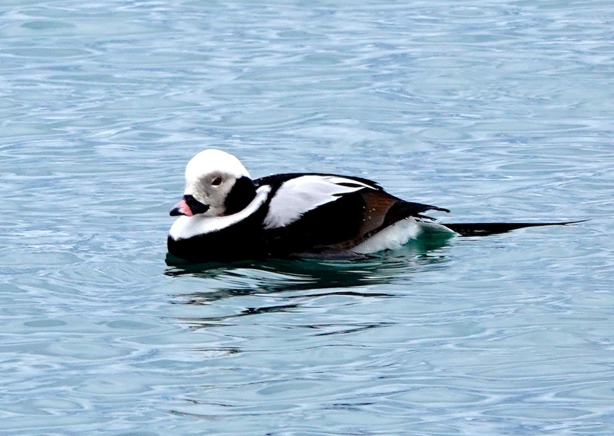Long-tailed Duck - ML429052541