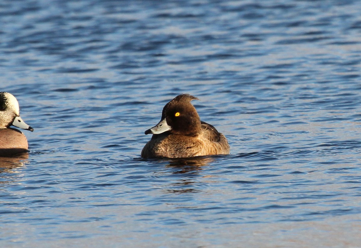 Tufted Duck - Mark Chavez