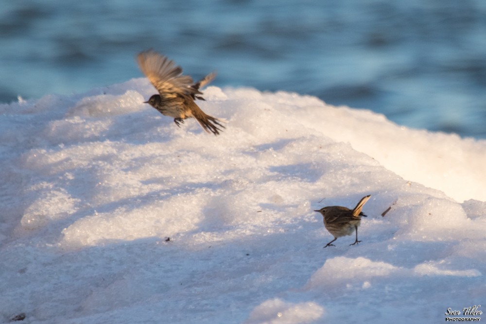 American Pipit - ML42905631