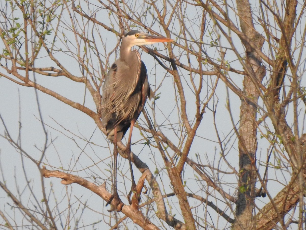 Great Blue Heron - ML429056381