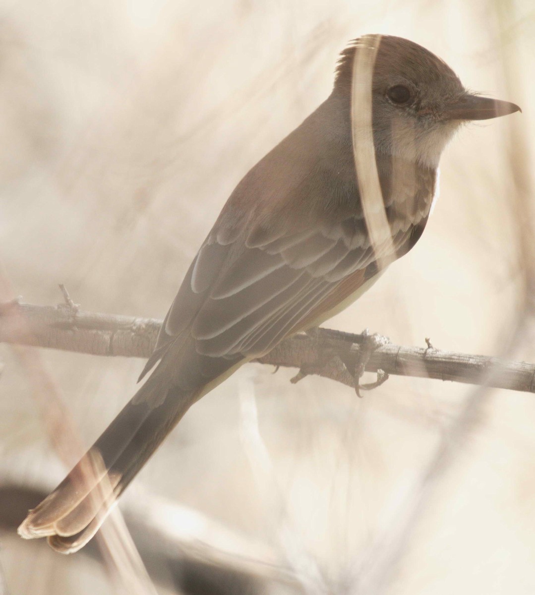 Ash-throated Flycatcher - ML429056561