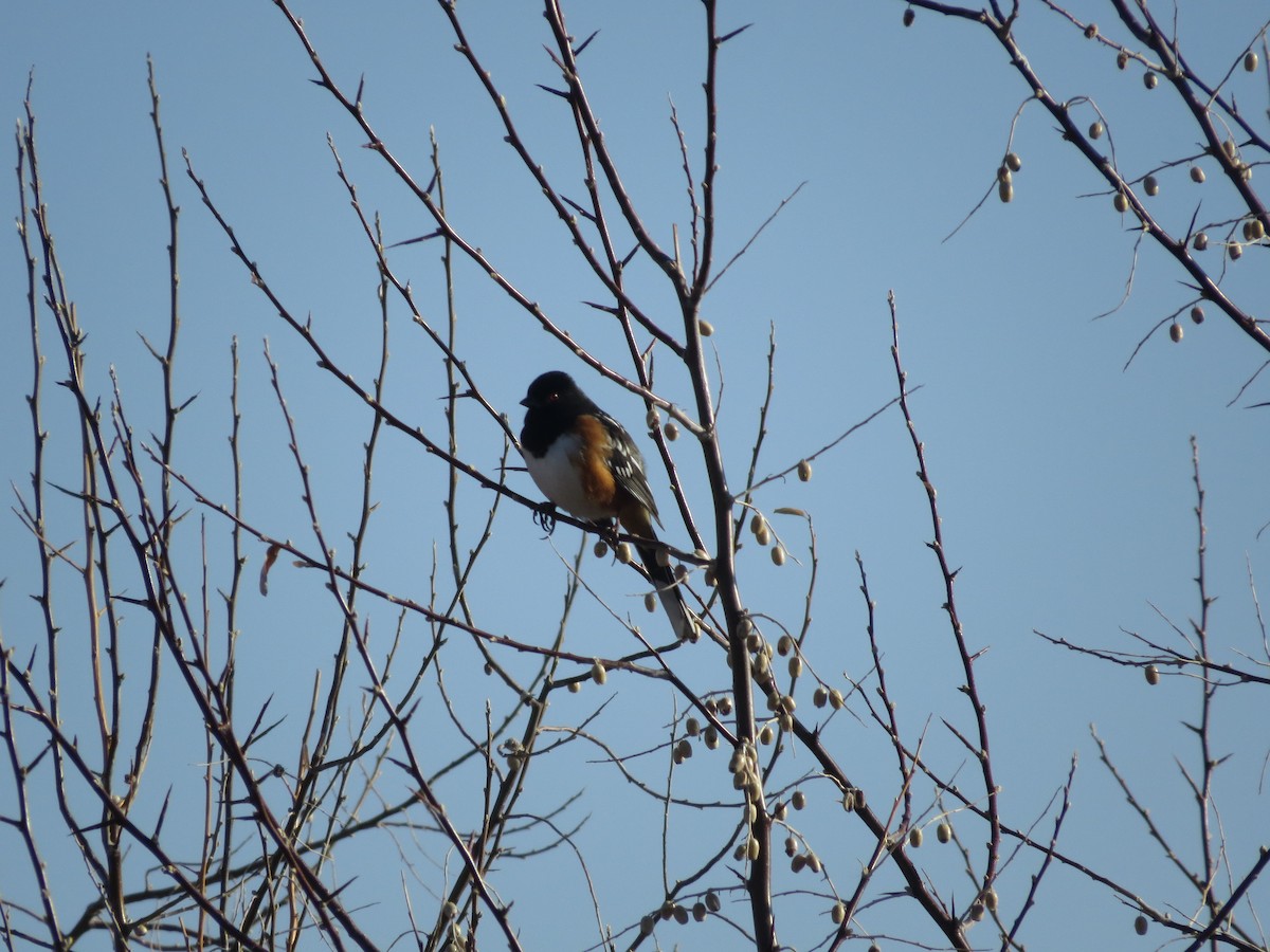 Spotted Towhee - ML429056741