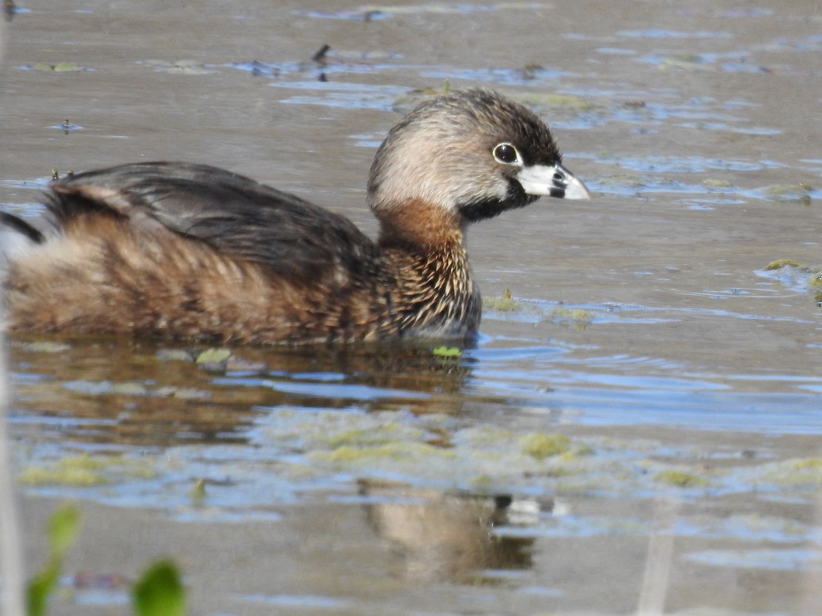 Pied-billed Grebe - James Bolte