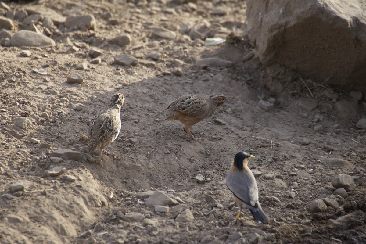 Jungle Bush-Quail - ML429059191