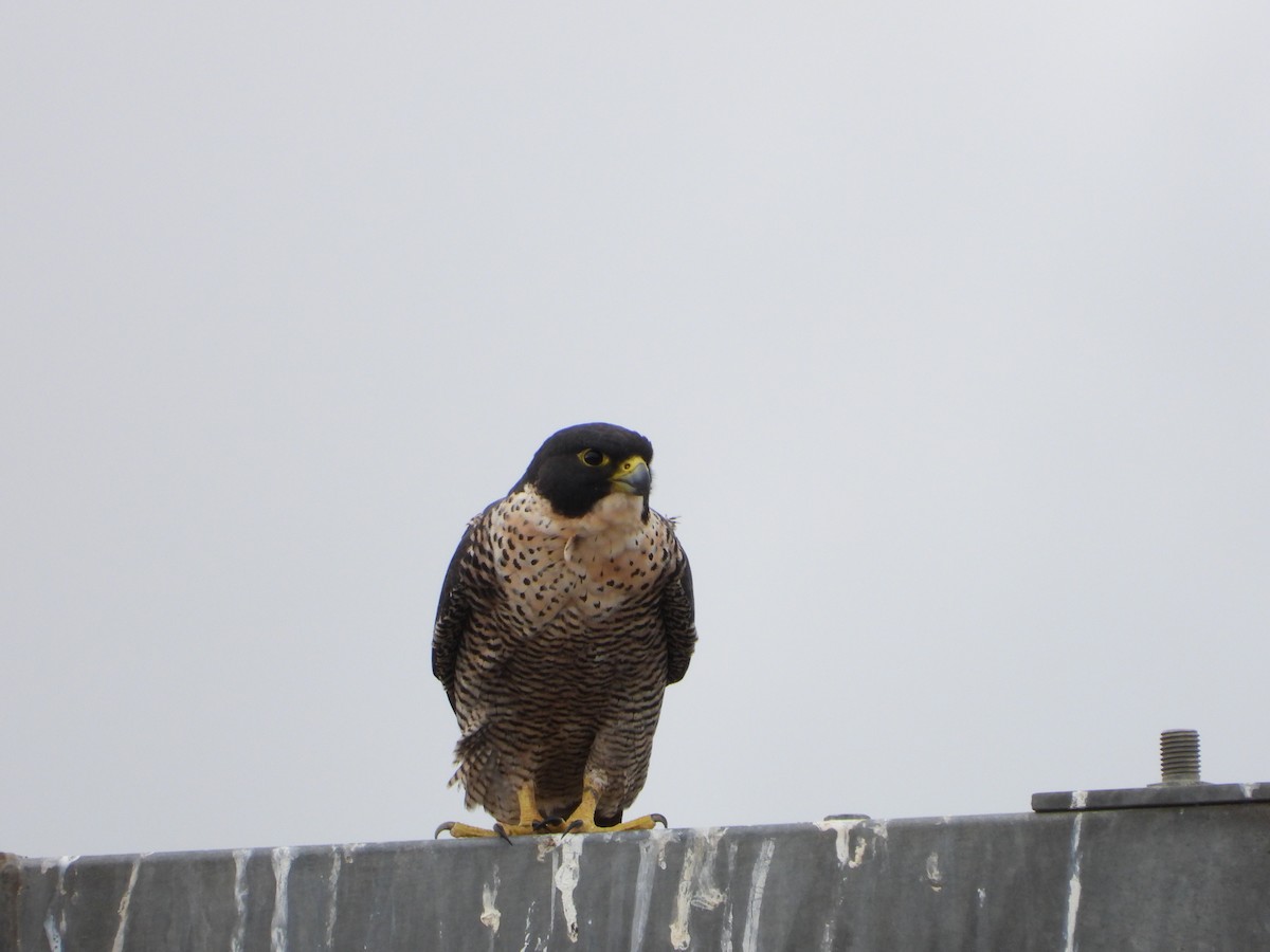 Peregrine Falcon - ML429061311