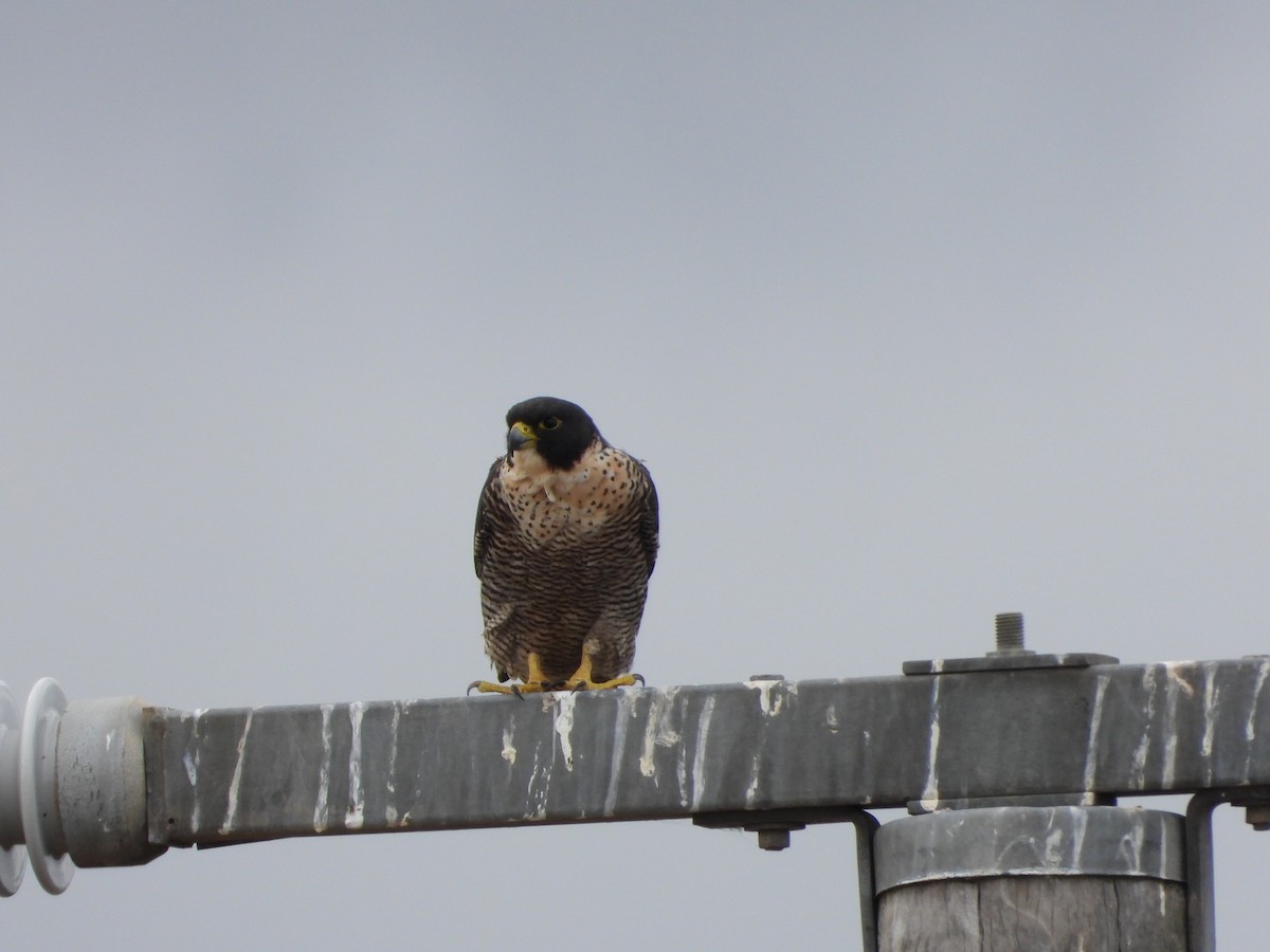 Peregrine Falcon - ML429062141