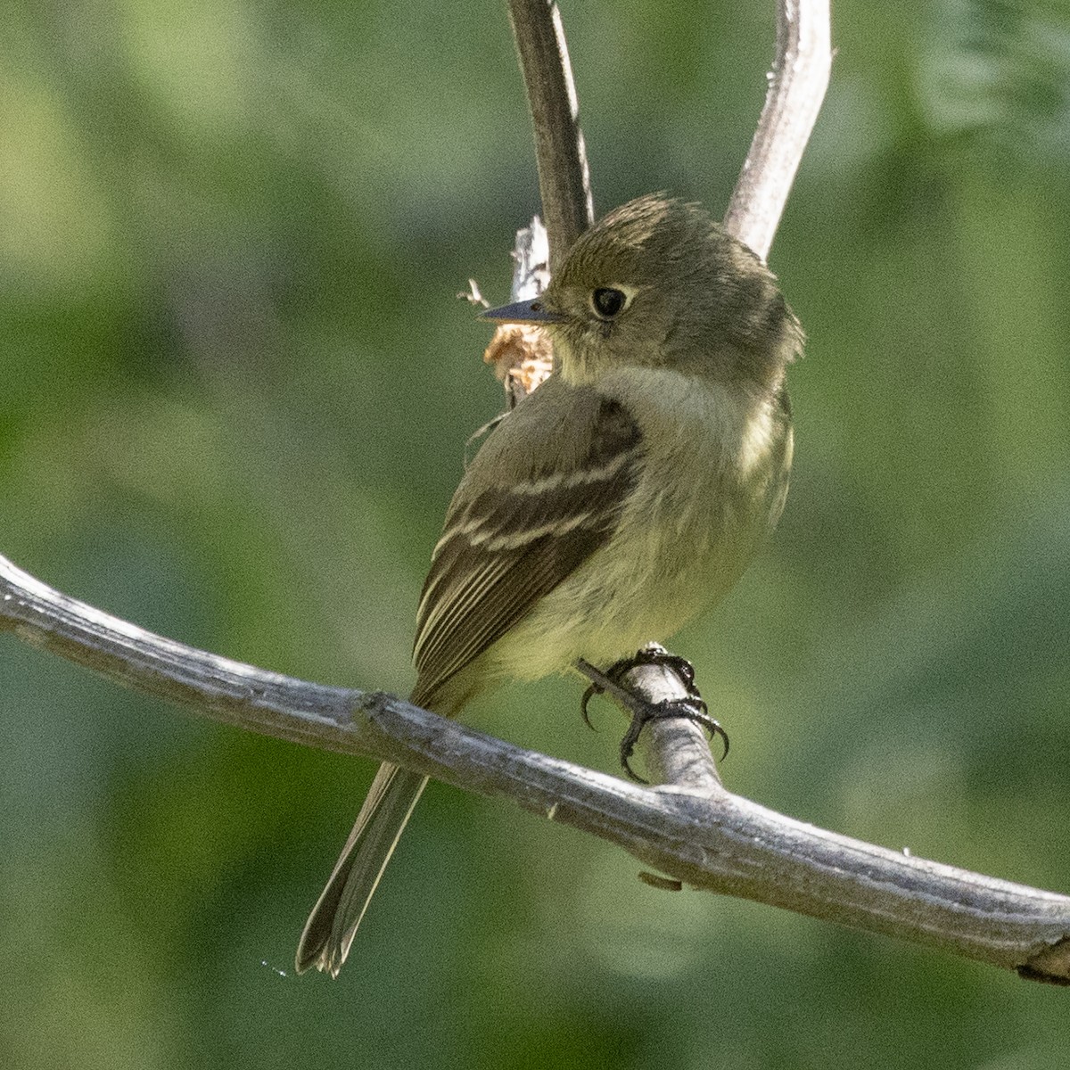 Western Flycatcher (Pacific-slope) - ML429063311