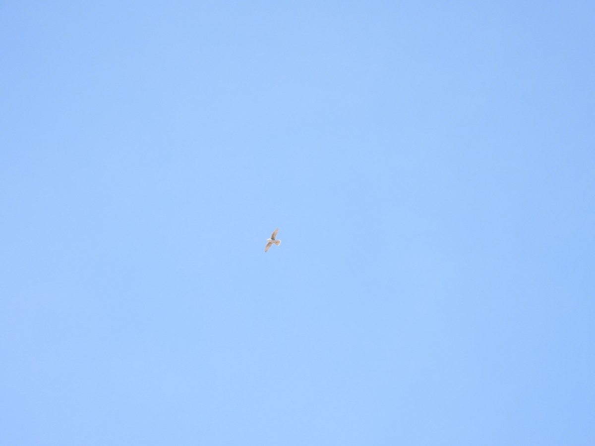 Prairie Falcon - ML429064791