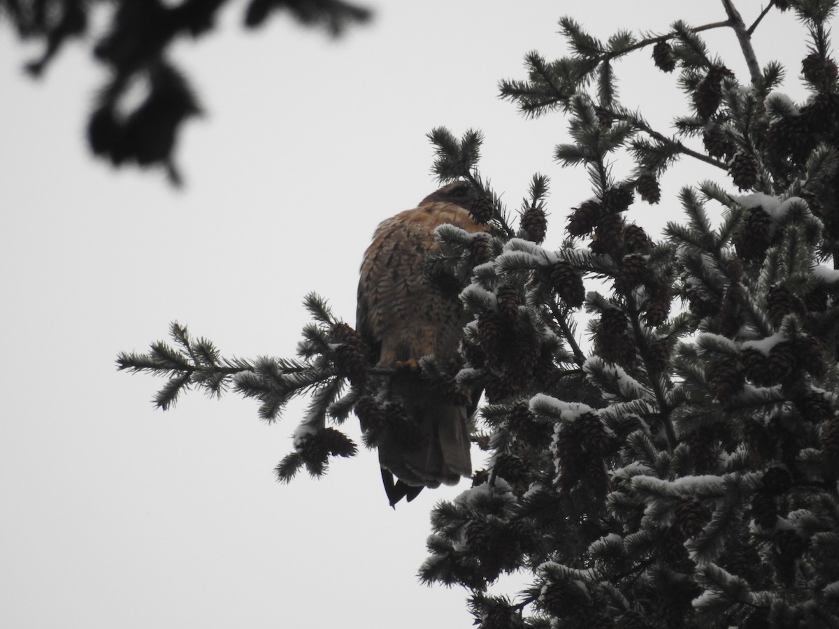 Red-tailed Hawk - ML42906491