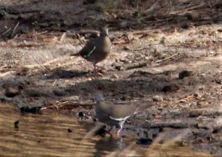 White-winged Dove - ML429065981