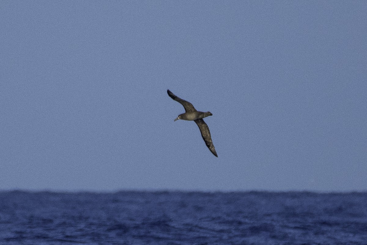 Black-footed Albatross - Alex Wang