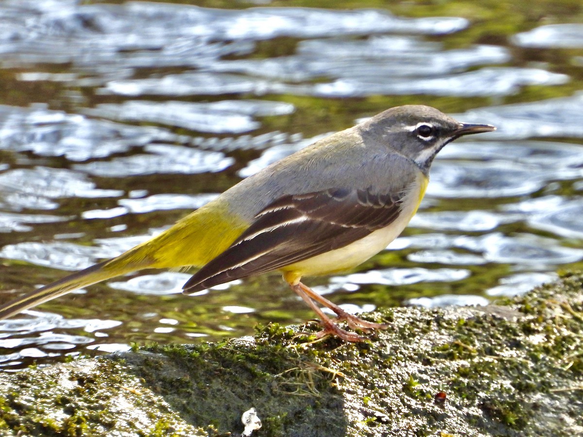 Buztanikara horia - ML429067991