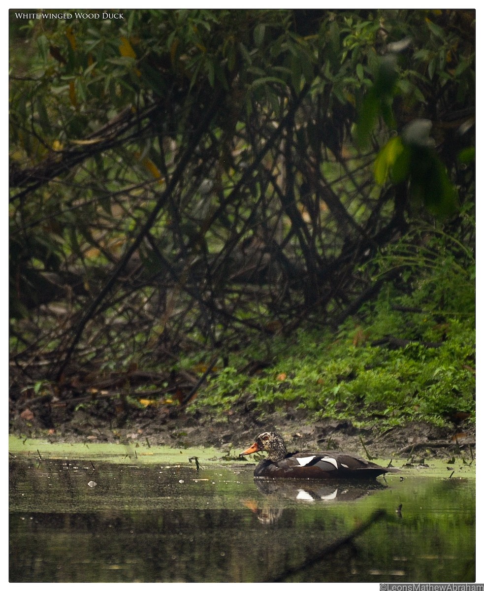 White-winged Duck - Leons Mathew Abraham