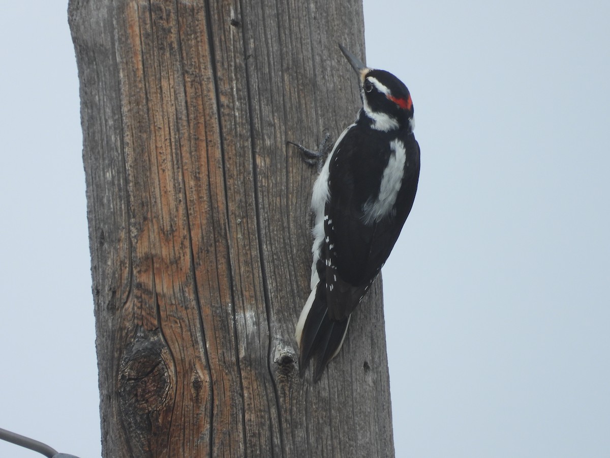 Hairy Woodpecker (Rocky Mts.) - Colby Neuman