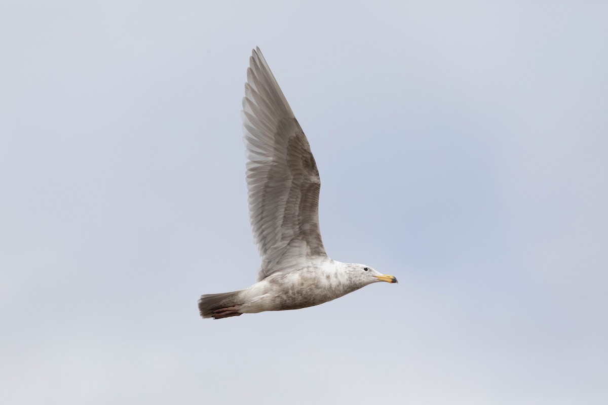 Glaucous-winged Gull - ML429072331