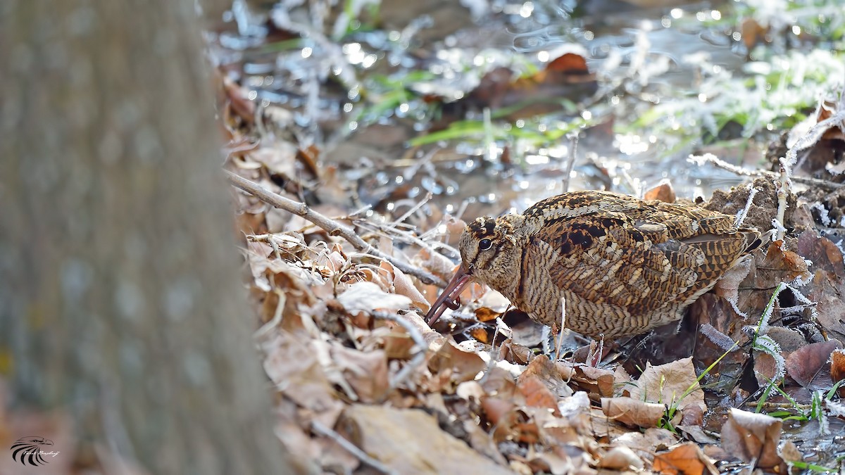 Eurasian Woodcock - ML42907321