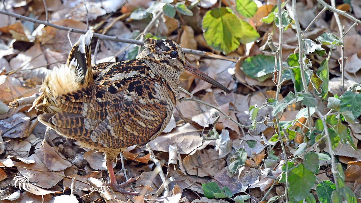 Eurasian Woodcock - ML42907331