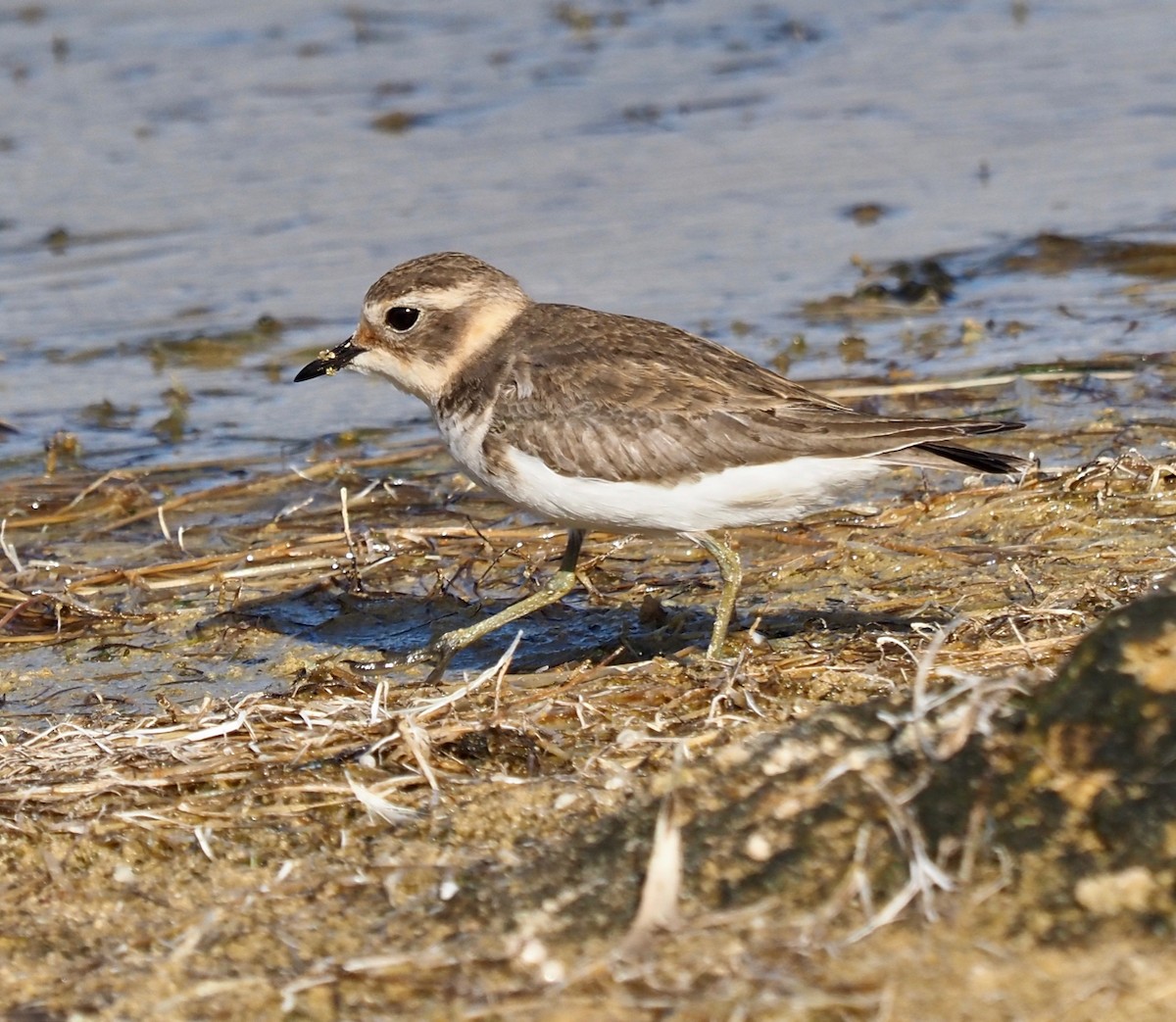 Double-banded Plover - Ken Glasson