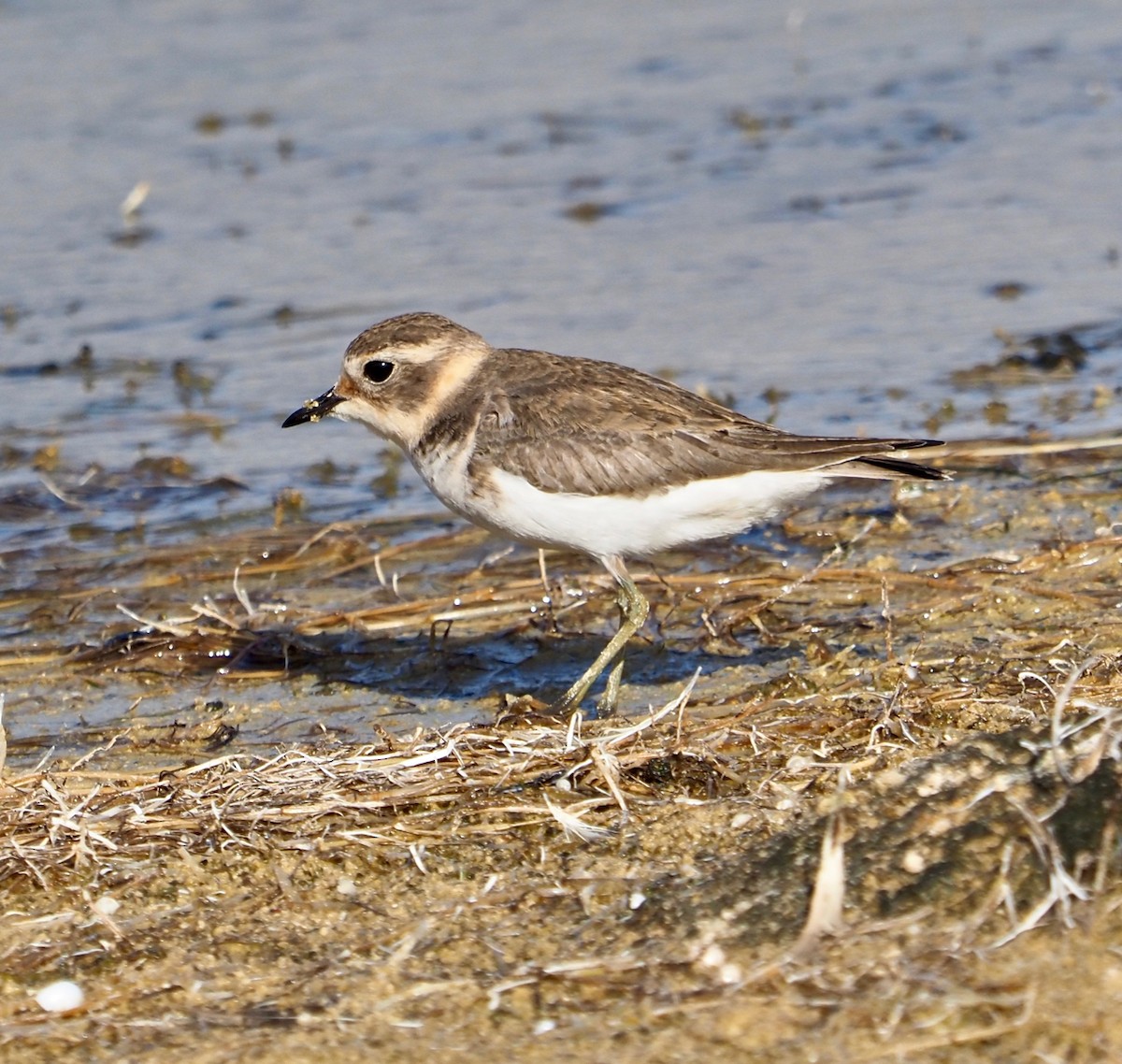 Double-banded Plover - Ken Glasson