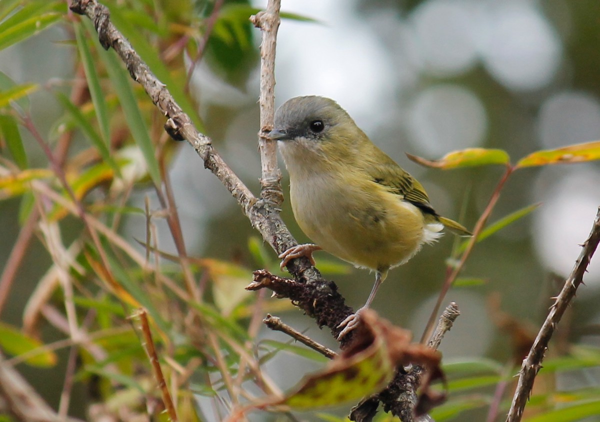 Green Shrike-Babbler - Stephan Lorenz / Rockjumper Birding Tours