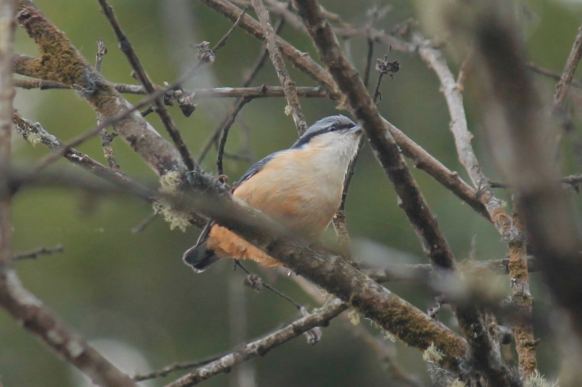 White-tailed Nuthatch - ML42907501