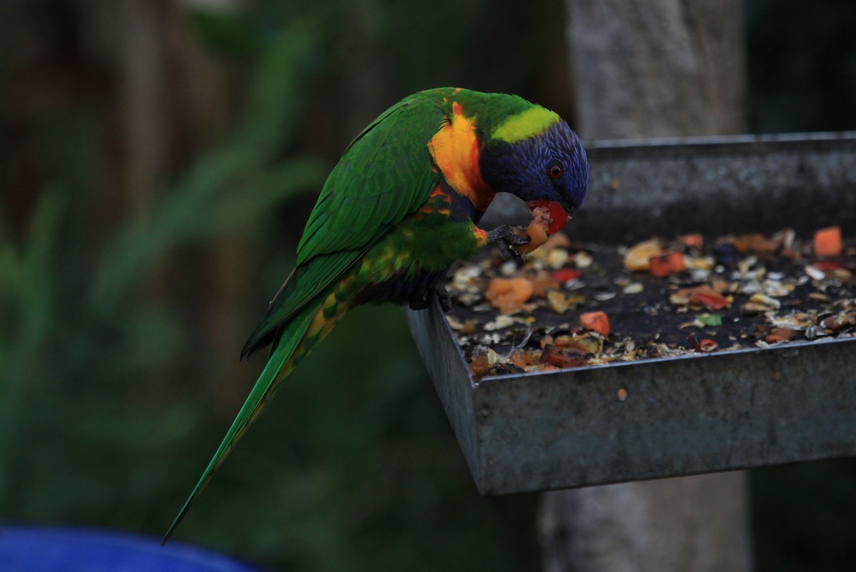 Rainbow Lorikeet - ML429075221