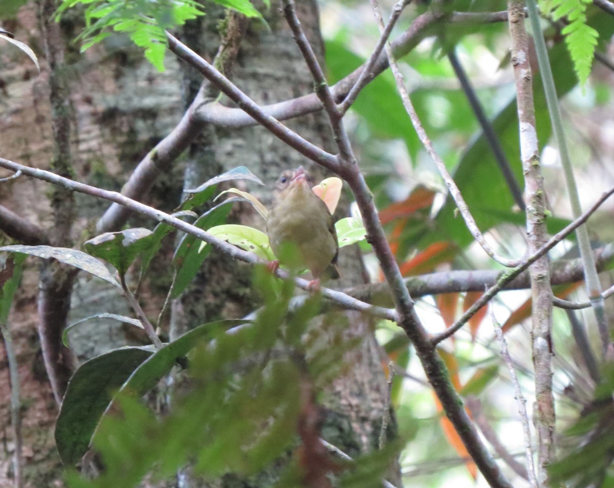 Tacarcuna Warbler - ML42907621