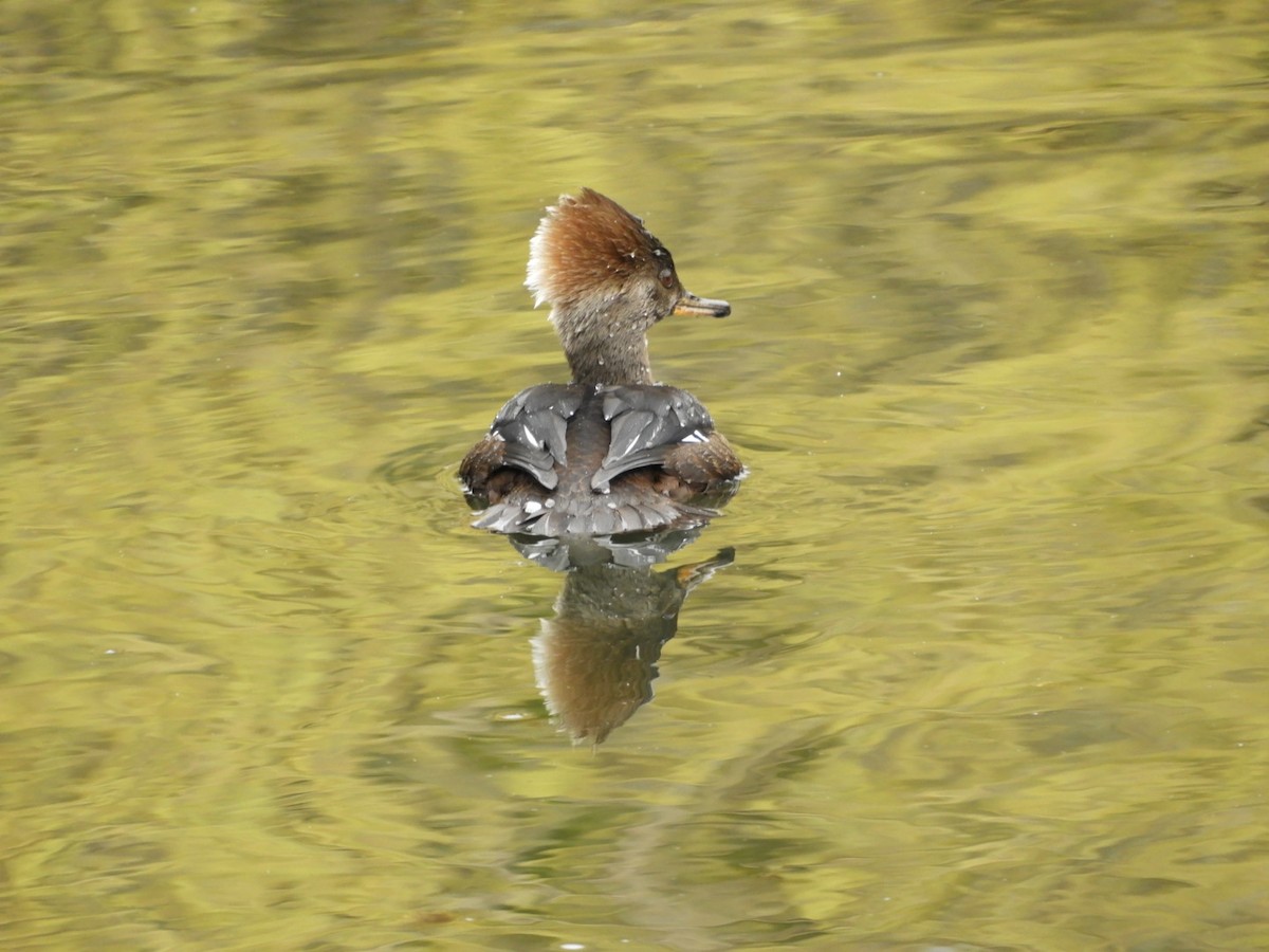 Hooded Merganser - ML429077721